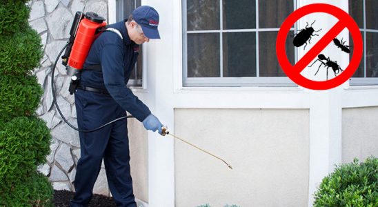 Bayrampaşa Kene İlaçlama böcek ilaçlama ve haşere kontrolü — ilaclama-tr.com